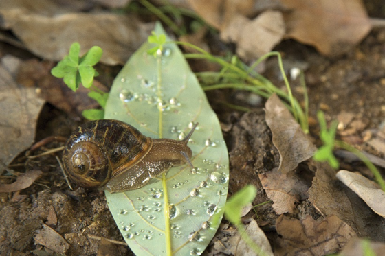 Snails and Slugs