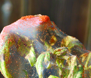Red Spider Mite