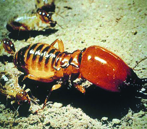 Harvester Termites