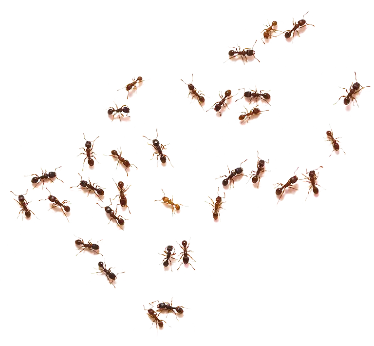 efekto-ants-99