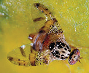 Fruit Fly