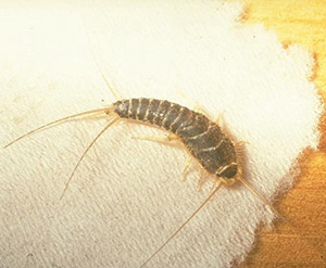 Fish Moths