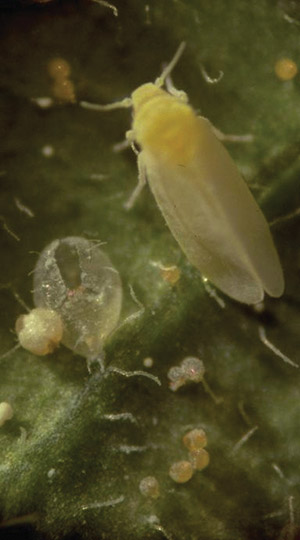 Whitefly