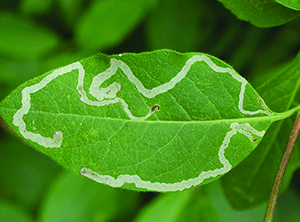 Leaf Miner