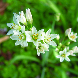 Onion Weed