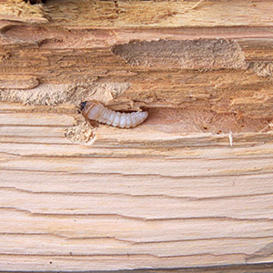 Wood Borer