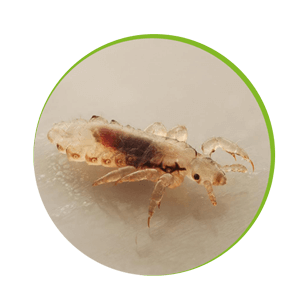 Lice (poultry)